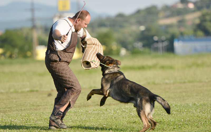 Dog Trainer Recommends You Do This ONE Thing